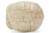 Inflated Fossil Tortoise (Stylemys) - South Dakota #355959-6